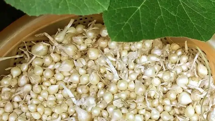 Hành Tăm Kỵ Với Gì? 5 Điều Cấm Kỵ Cần Tránh