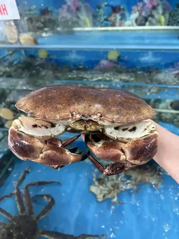 Hấp Cua Trong Bao Lâu