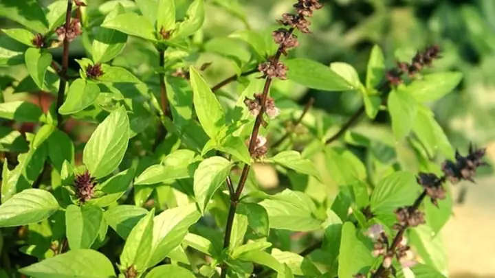 Hạt É Làm Từ Cây Gì