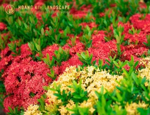 Heo Rừng Hấp Tía Tô: Công Thức Vàng Giữ Trọn Vị Ngọt Tự Nhiên