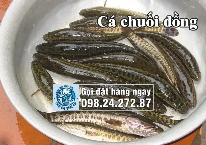 Hướng Dẫn Chi Tiết Cách Nhận Diện Cá Lóc Đồng Qua Hình Ảnh