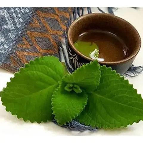 Húng Chanh: Bí Quyết Nhận Diện, Công Dụng Và Cách Trồng Tại Nhà Húng Chanh: Bí Quyết Nhận Diện, Công Dụng Và Cách Trồng Tại Nhà