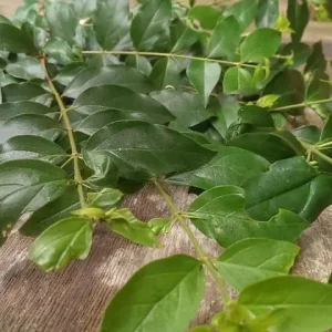 Hình Ảnh Cây Lá Găng Làm Thạch