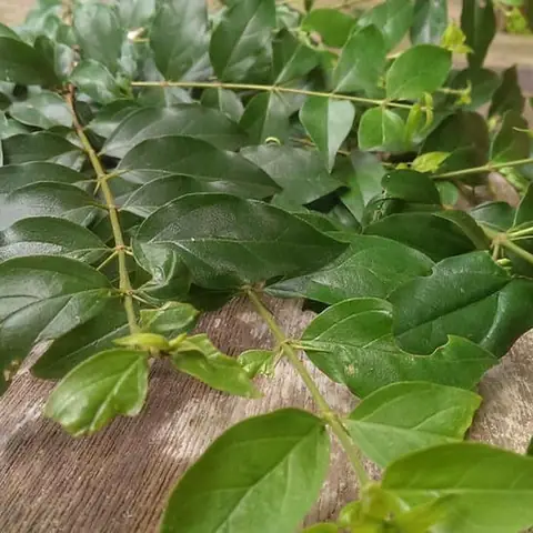 Hình Ảnh Cây Lá Găng Làm Thạch