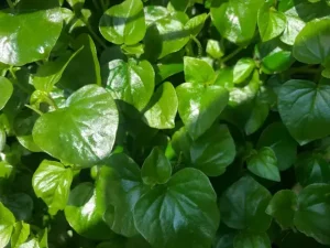Rau Càng Cua Toàn Diện: Hướng Dẫn Nhận Diện, Phân Loại, Dinh Dưỡng Và Cách Chế Biến