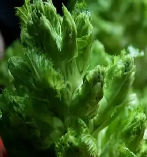 Hướng Dẫn Toàn Tập Về Rau Mầm Đá: Bí Quyết Trồng Và Chăm Sóc Loại Cây "sống Đá" Độc Đáo
