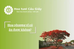 Hoa Phượng Ăn Được Không? Tất Tần Tật Về Loài Hoa Đẹp Nhưng Có Thể Gây Hại