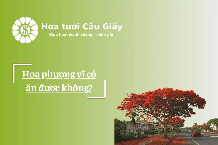 Hoa Phượng Ăn Được Không? Tất Tần Tật Về Loài Hoa Đẹp Nhưng Có Thể Gây Hại