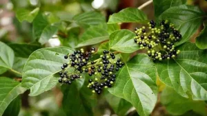 Lá Cách Tên Gọi Khác