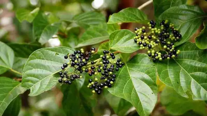 Lá Cách Tên Gọi Khác