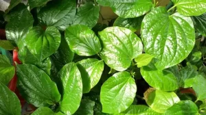 Lá Lốt Ăn Sống Được Không? Lợi Ích, Cách Ăn Và Lưu Ý Quan Trọng
