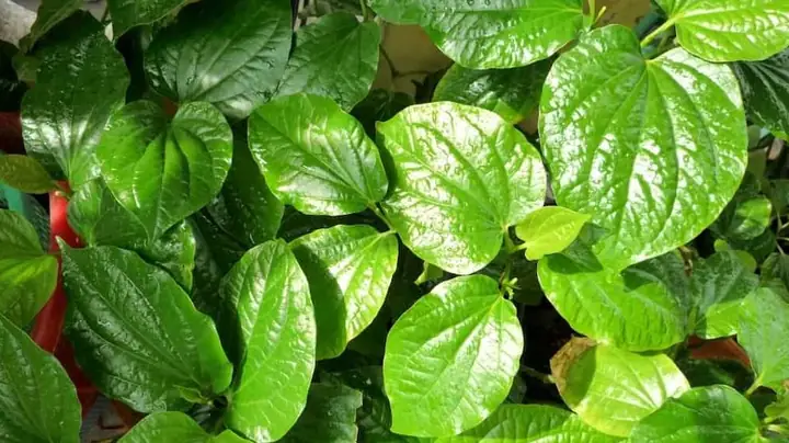 Lá Lốt Ăn Sống Được Không? Lợi Ích, Cách Ăn Và Lưu Ý Quan Trọng