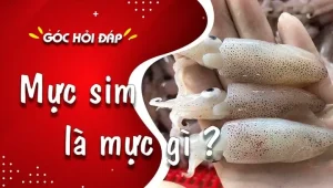 Mực Sim Là Gì? Tổng Tất Tần Tật Từ Đặc Điểm Đến Giá Bán