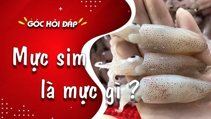 Mực Sim Là Gì? Tổng Tất Tần Tật Từ Đặc Điểm Đến Giá Bán
