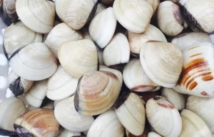 Nghêu Tiếng Anh Là Gì