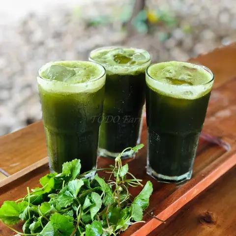 Đánh Giá Toàn Diện Quy Trình Sản Xuất Nước Rau Má Đóng Chai