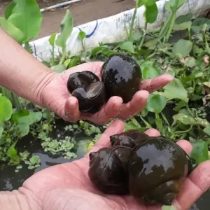 Ốc Bươu Đen Ăn Gì