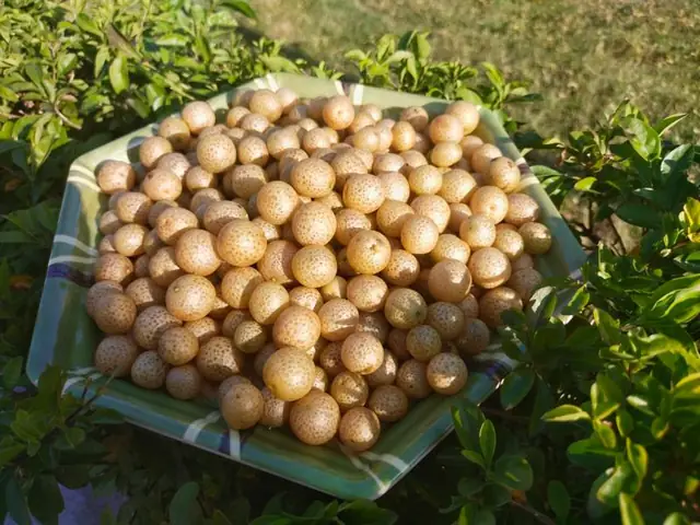 Quả Mắc Mật Tươi Dùng Để Làm Gì? Ứng Dụng & Công Thức