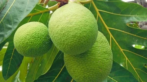 Quả Sake Có Tác Dụng Gì? 9 Lợi Ích Sức Khỏe Vượt Trội