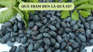 Quả Trám Là Quả Gì