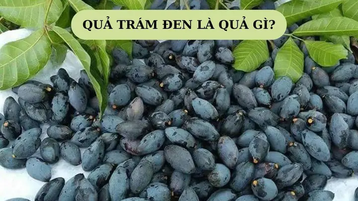 Quả Trám Là Quả Gì