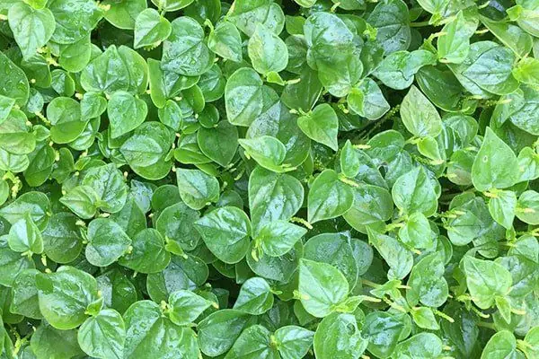 Rau Càng Cua Miền Bắc Gọi Là Gì