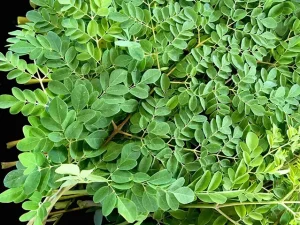 Rau Chùm Ngây Nấu Với Thịt Gà
