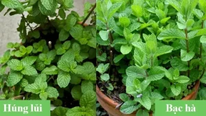 Cách Phân Biệt Rau Húng Lủi Và Bạc Hà Dễ Dàng Nhất