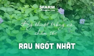 Rau Ngót Nhật Có Tác Dụng Gì? Khám Phá 6 Lợi Ích Sức Khỏe Vượt Trội