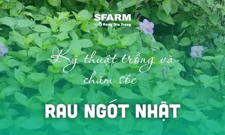 Rau Ngót Nhật Có Tác Dụng Gì? Khám Phá 6 Lợi Ích Sức Khỏe Vượt Trội