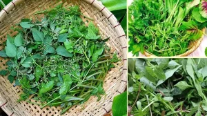Rau Tập Tàng Là Gì? Bí Quyết Chế Biến Và Lợi Ích Sức Khỏe Vượt Trội