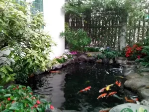 Hướng Dẫn Toàn Tập Cách Lọc Nước Hồ Cá Xi Măng Hiệu Quả