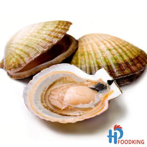 Sò Điệp Tiếng Anh Là Gì