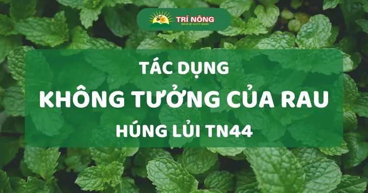 Tác Dụng Của Rau Húng Lủi: Bí Quyết Sức Khỏe Từ Thiên Nhiên