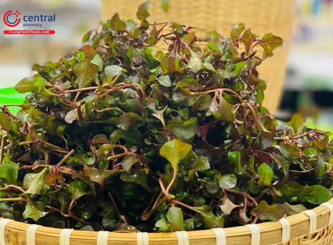 Tác Dụng Của Xà Lách Xoong Nhật