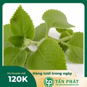 Tần Dày Lá Bán Ở Đâu