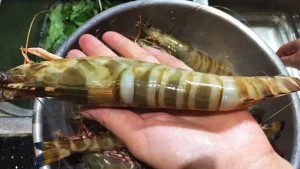 Tôm He Là Gì? Đặc Điểm, Phân Biệt Với Tôm Sú & Cách Chế Biến