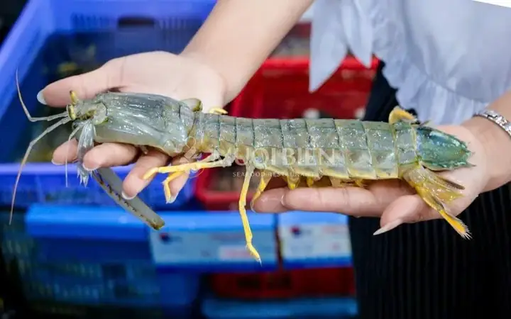 Tôm Tít Và Bề Bề