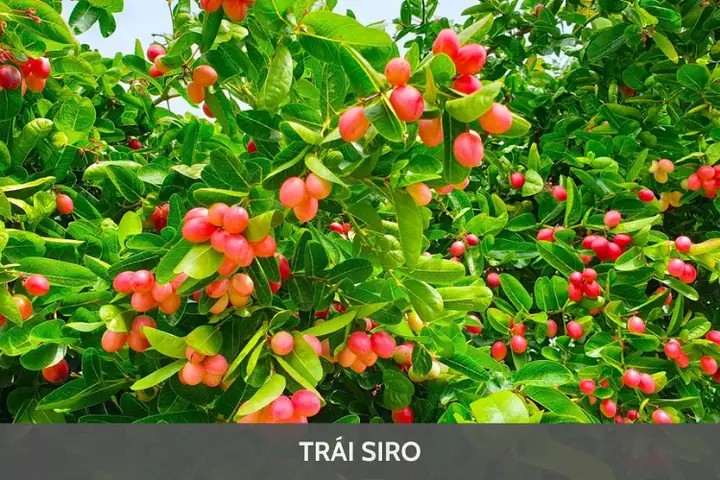 Trái Siro Là Gì? Cách Ăn Và Lợi Ích Sức Khỏe Từ Quả Siro
