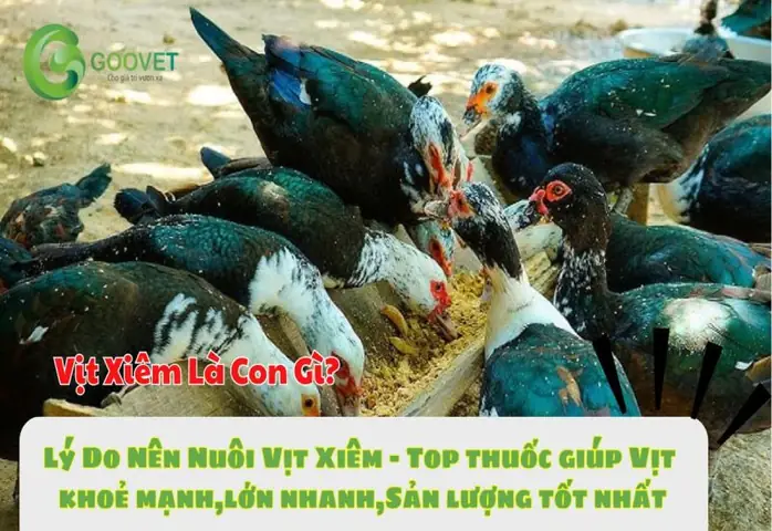 Vịt Xiêm Là Con Gì? Đặc Điểm, Hương Vị Và Ứng Dụng Trong Bếp Việt