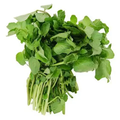 Top 3 Địa Chỉ Mua Xà Lách Son Đà Lạt Uy Tín Nhất