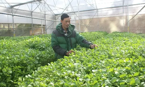 Cách Trồng Xà Lách Xoong Thuỷ Canh Tại Nhà: Hướng Dẫn Từ A Đến Z