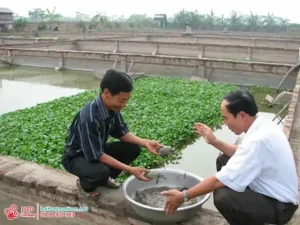 Hướng Dẫn Chi Tiết: Ba Ba Ăn Gì Để Nuôi Khỏe, Lớn Nhanh?