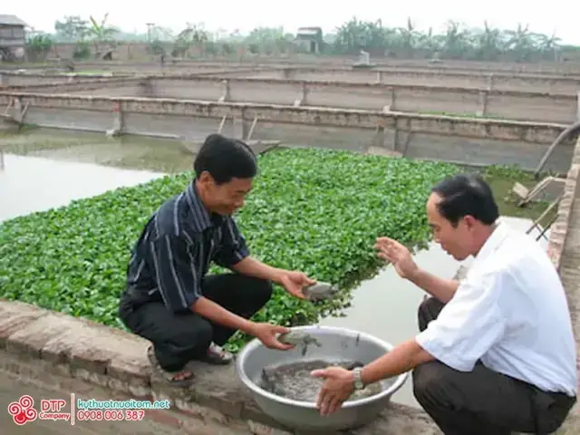 Hướng Dẫn Chi Tiết: Ba Ba Ăn Gì Để Nuôi Khỏe, Lớn Nhanh?