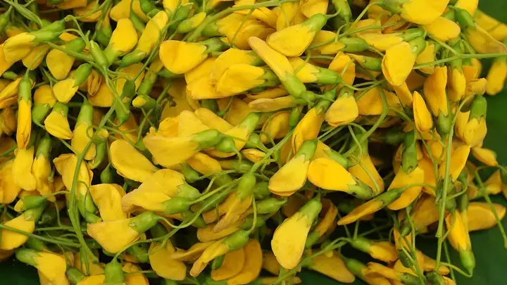 Bà Bầu Ăn Bông Điên Điển Được Không? Lợi Ích & Cách Ăn An Toàn
