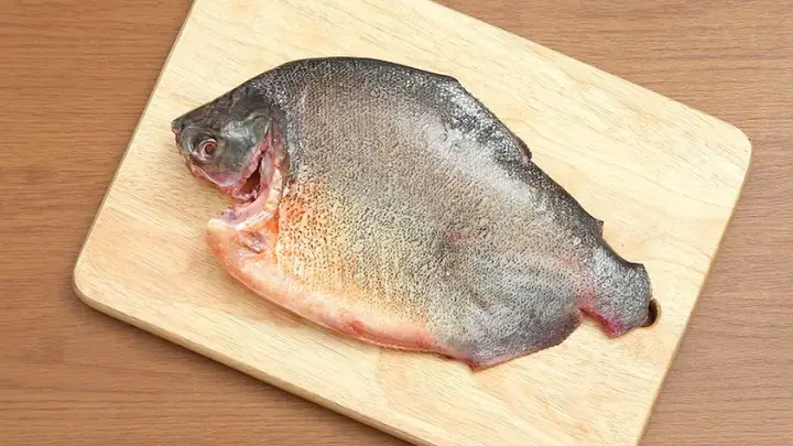 Cá Chim Sông Làm Món Gì Ngon