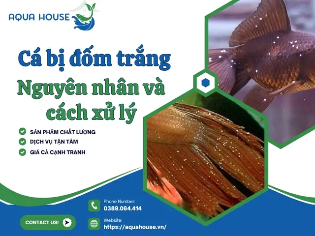 Cá Đốm Là Cá Gì? Khám Phá Đặc Điểm, Cách Chế Biến Và Công Dụng Ẩm Thực