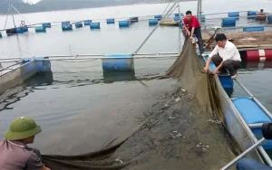 Cá Ngạnh Là Gì? Đặc Điểm, Phân Bố Và Nuôi Trồng Hiệu Quả