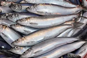 Cá Trích Tươi Giá Bao Nhiêu? So Sánh Chi Tiết 5 Địa Điểm Mua Uy Tín