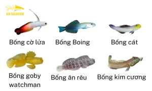 Các Loại Cá Bống Biển